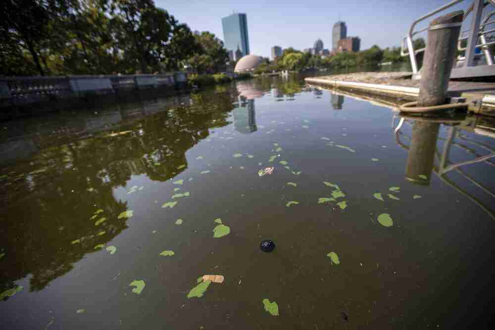 As temperatures rise, toxic bacteria blooms in Mass. ponds prompt 'stay away' notices