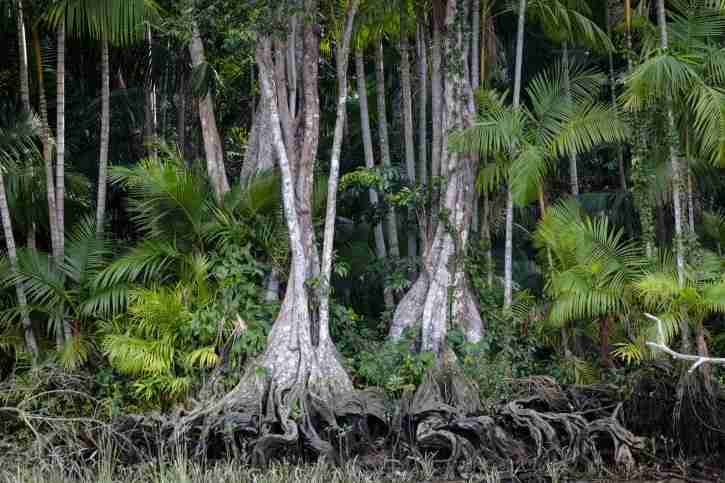 First-time study reveals sinami seed powder can be successfully formulated into sustainable exfoliant