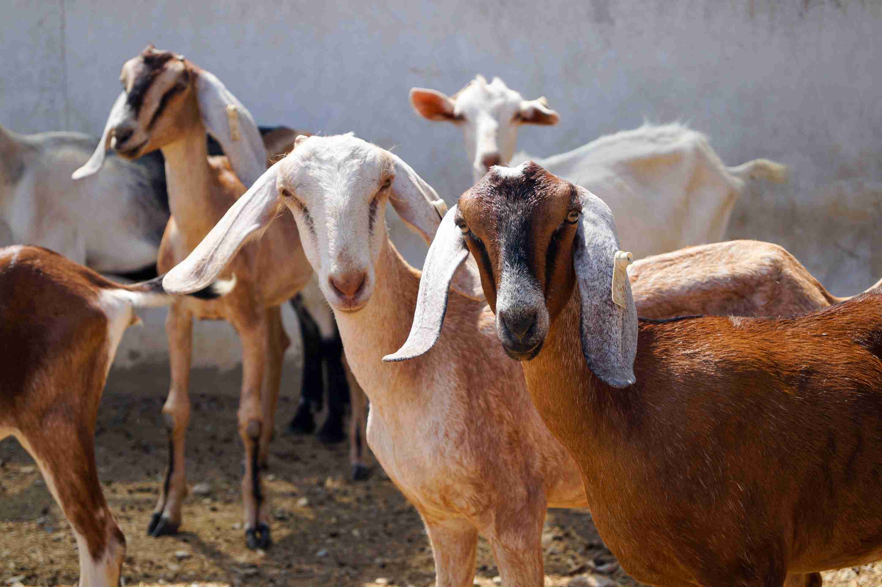 Furry Friends for Fire Prevention: How Goats are Helping Santa Clara County