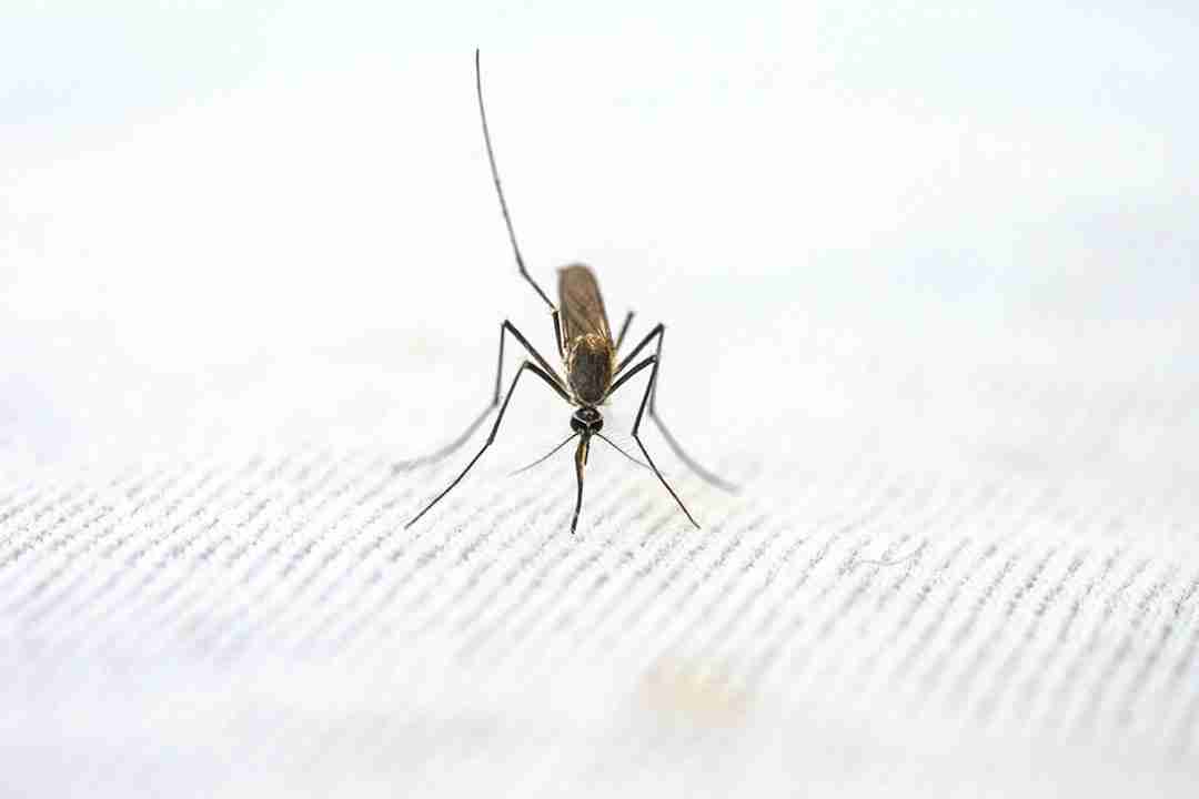 Malaria in the US – is climate change affecting disease spread?