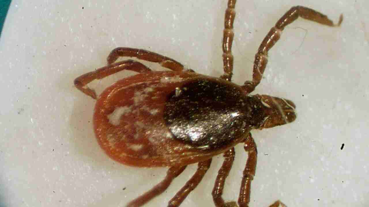 Climate change is increasing our risk of exposure to disease