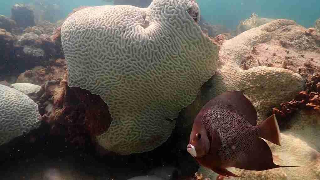 Ocean water hits hot tub temperatures off Florida coast