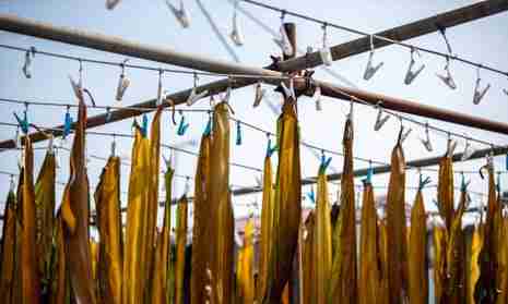 It’s the ‘Swiss army knife of the sea’. But can kelp survive rising marine heat?