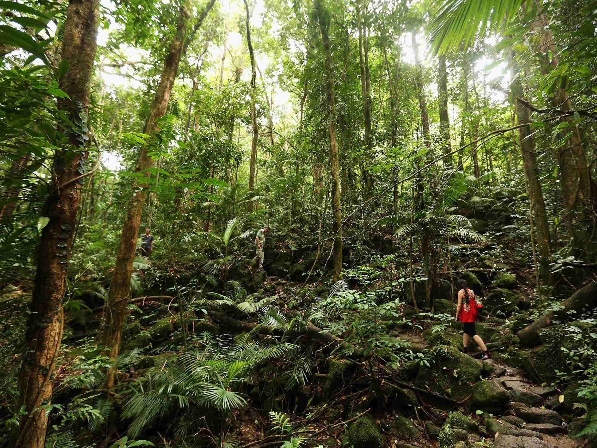 Extreme heat could make photosynthesis impossible for tropical trees and plants that may all die as a result, a new study found.
