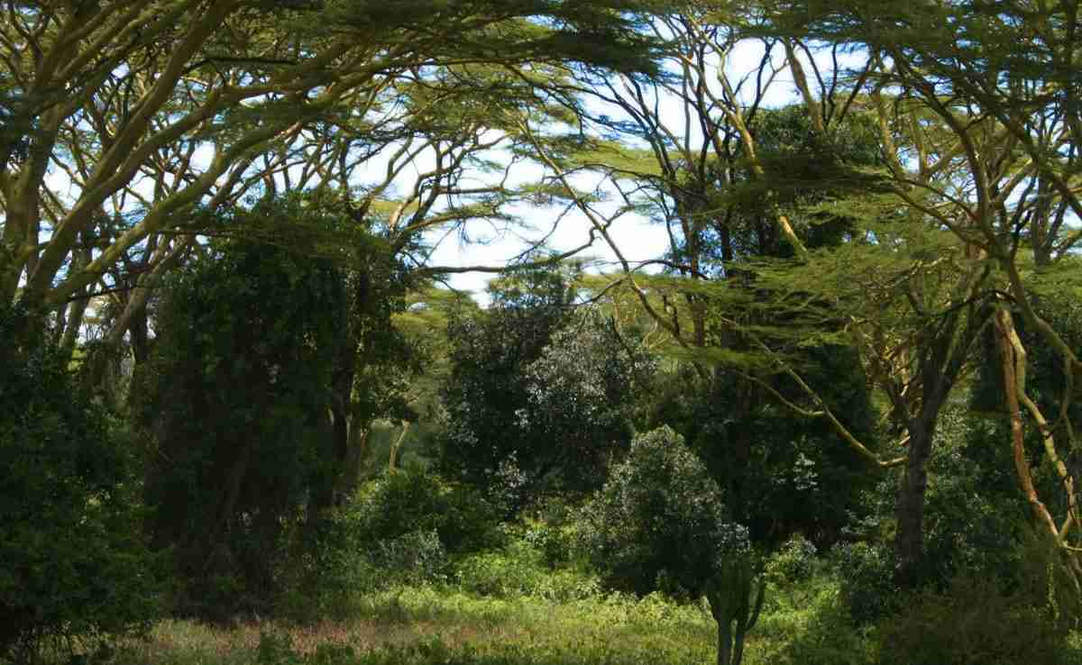 Tropical Forests Could Get Too Hot For Photosynthesis Due To Climate Change, Says Study