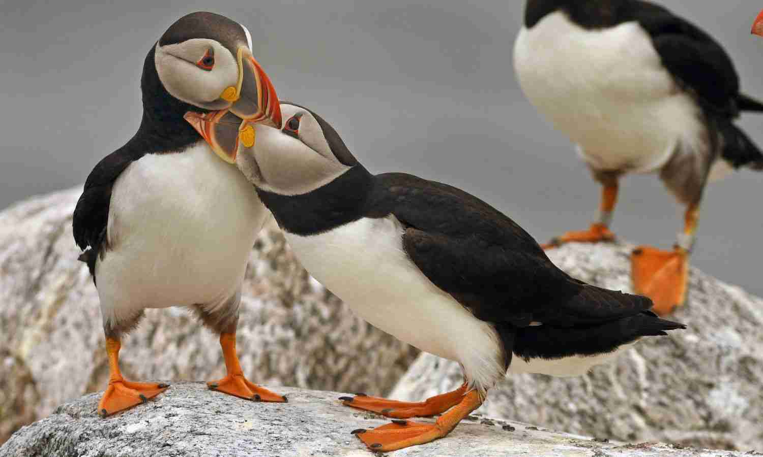 In the Gulf of Maine, Scientists Race to Save Seabirds Threatened by Climate Change