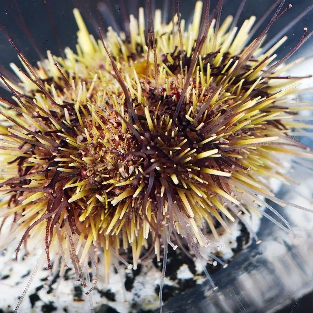 The Consequences of Climate Change: Sea Urchins Struggle To Hold On