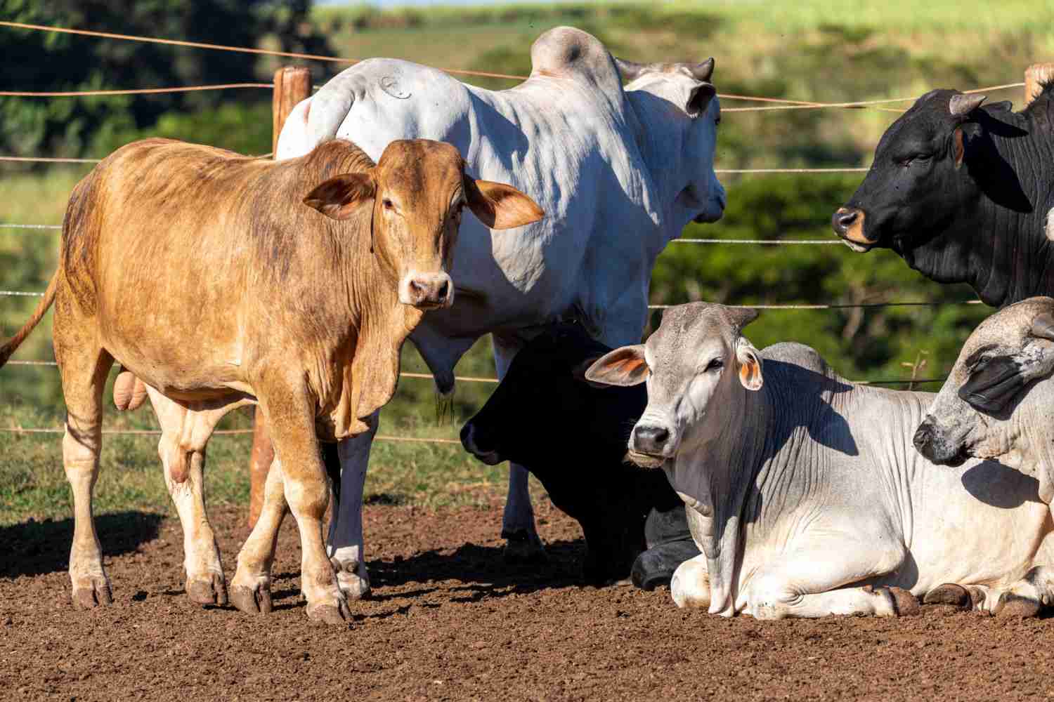Heat stress in cattle is a global risk due to climate change