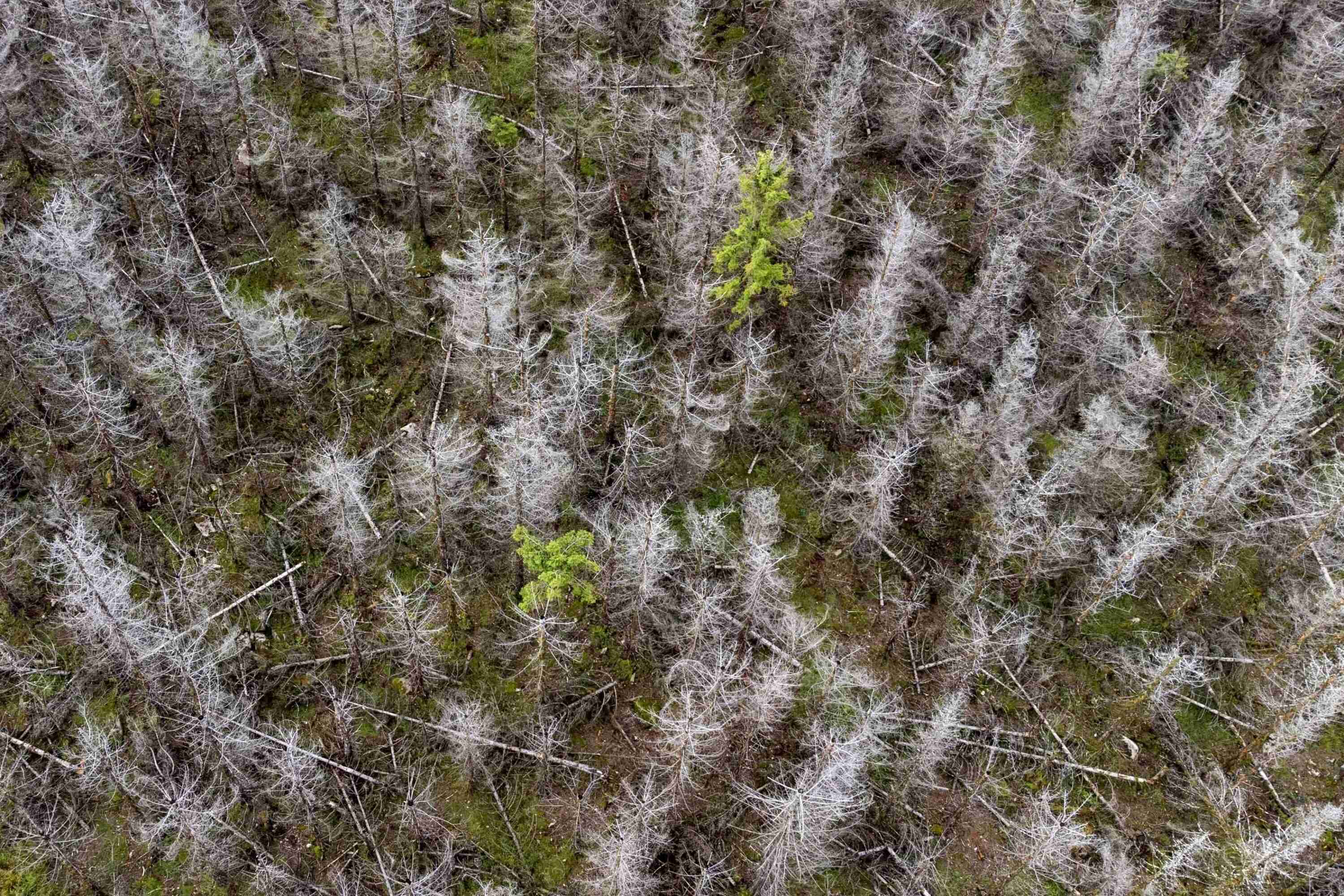 Bark beetles are eating through Germany’s Harz forest. Climate change is making matters worse