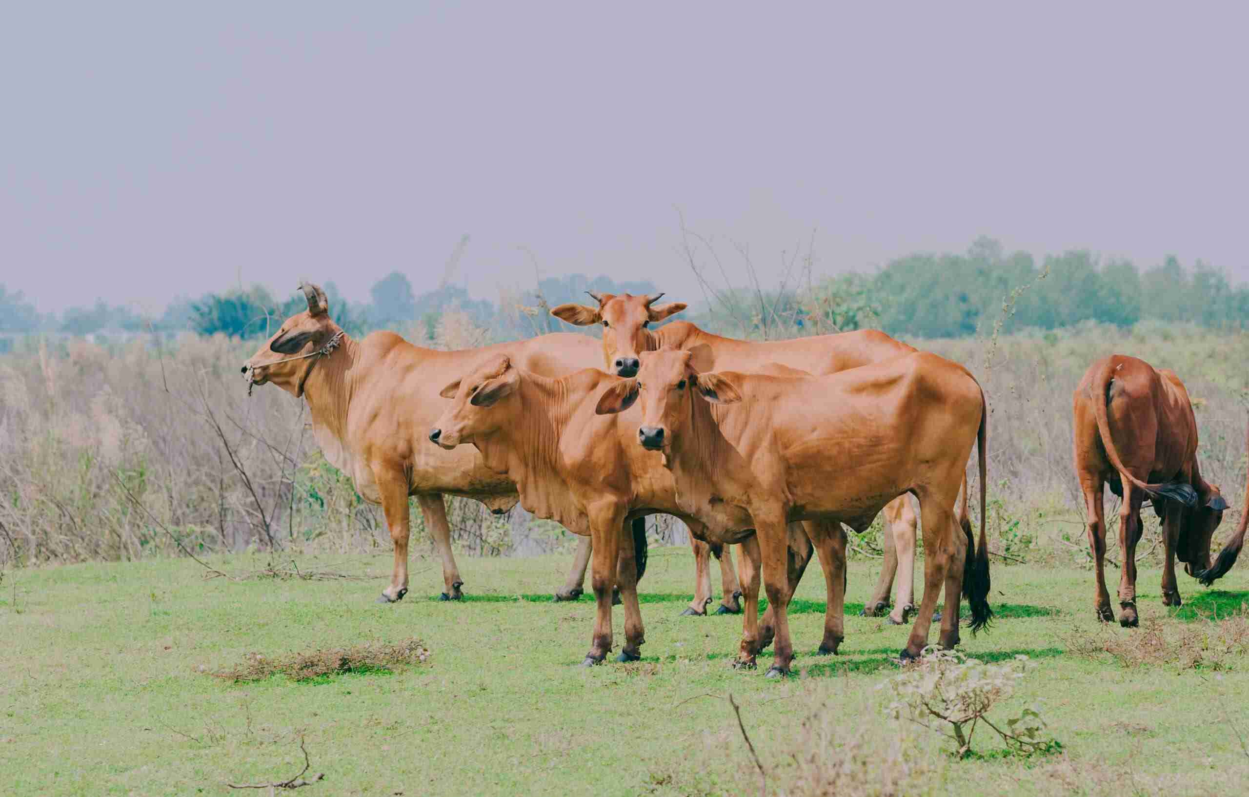 Climate change: More than 1 billion cows at risk of heat stress