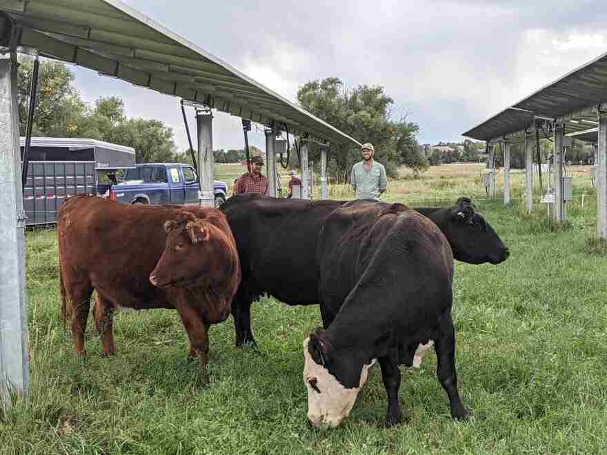 Agrovoltaics offer dual use on land used for solar energy development