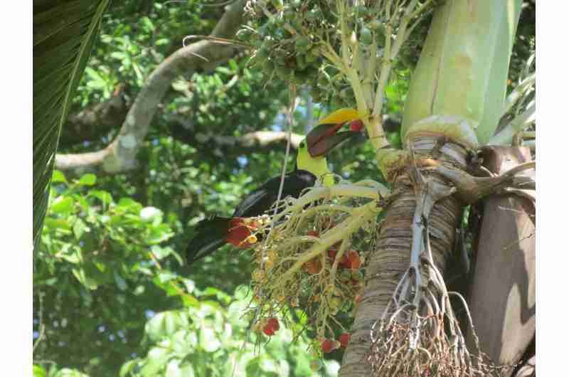 Want to fight climate change? Don't poach gorillas (or elephants, hornbills, toucans, etc.)