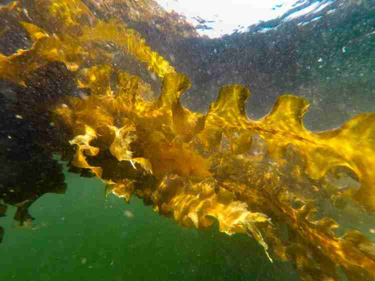 Kelp connection: Maine studies seaweed’s power to slow climate change