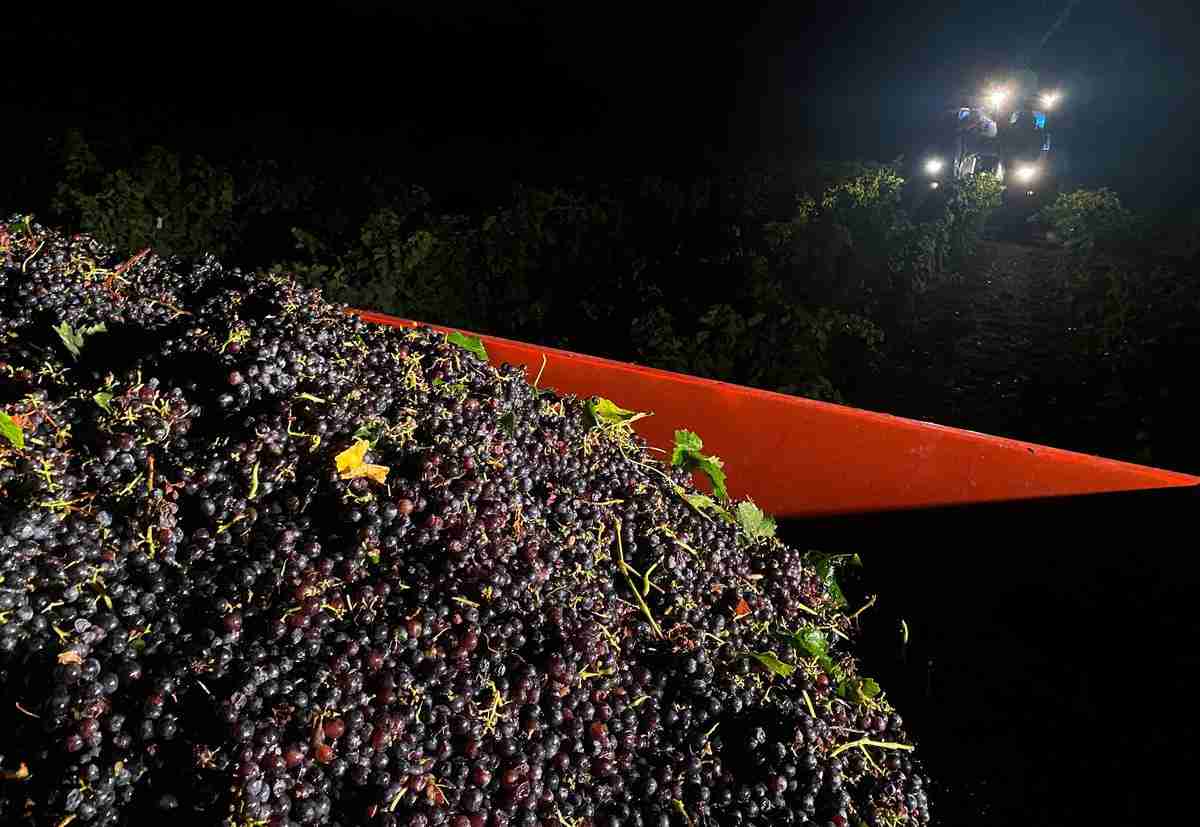 Climate change pushes Bordeaux winemakers to harvest at night