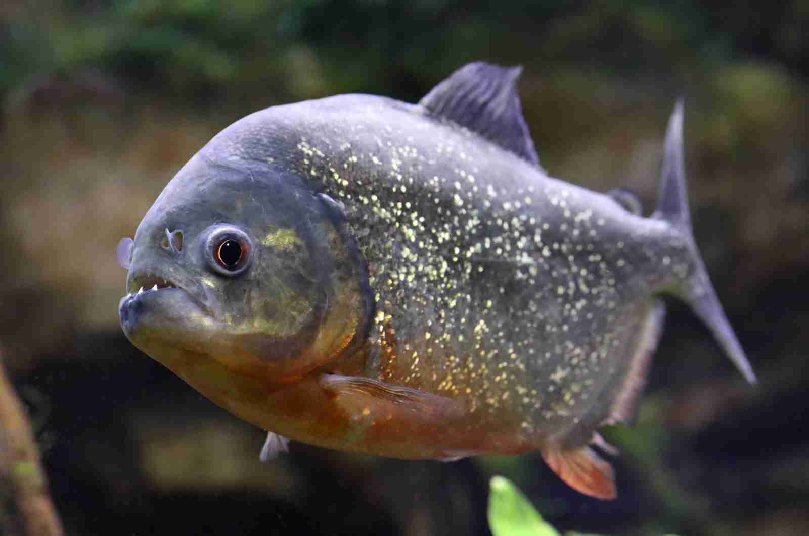 Spain's 'Piranha' fish surge linked to climate change, scientists warn