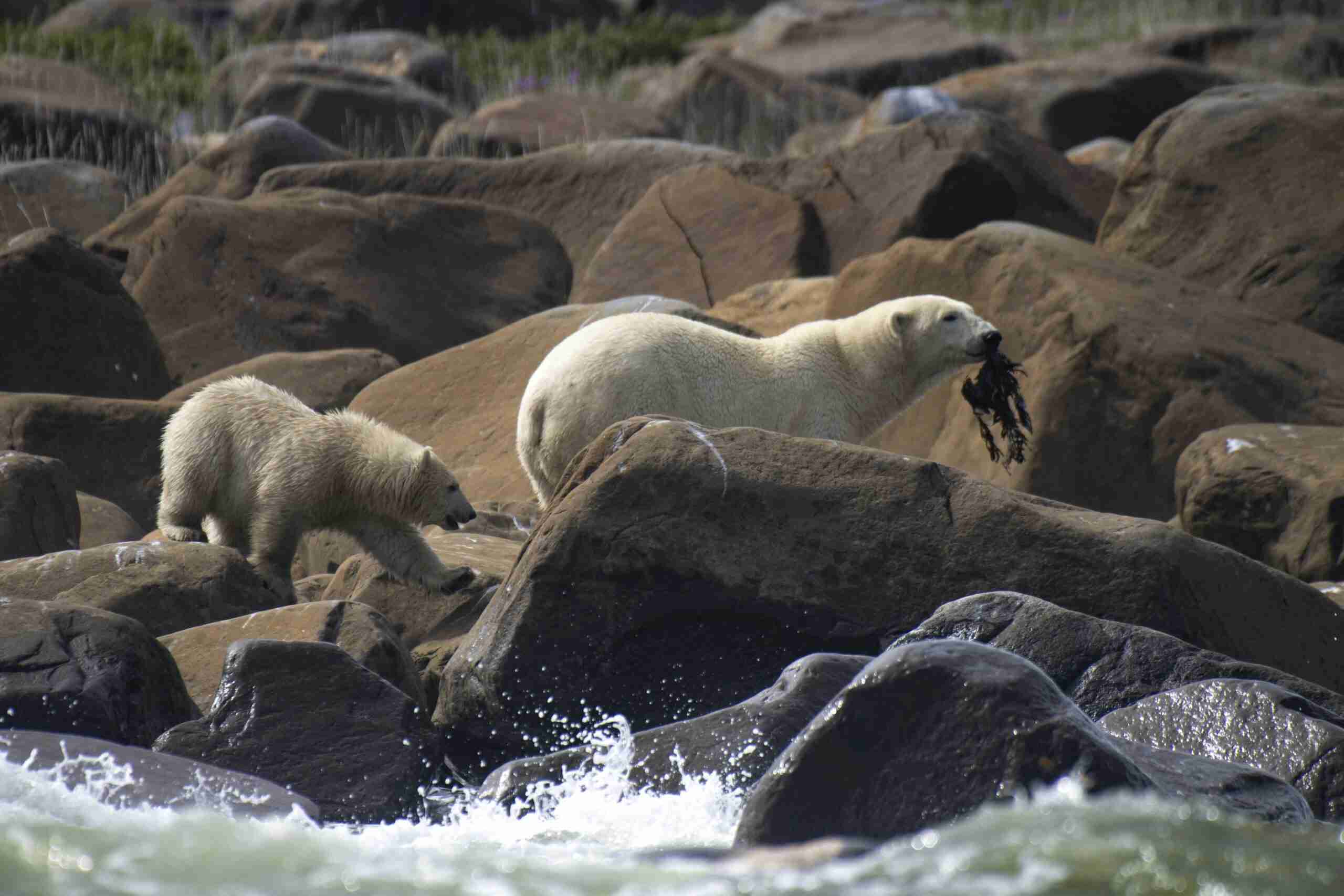 New Research Shows Direct Link Between Greenhouse Gas Emissions and Polar Bear Decline