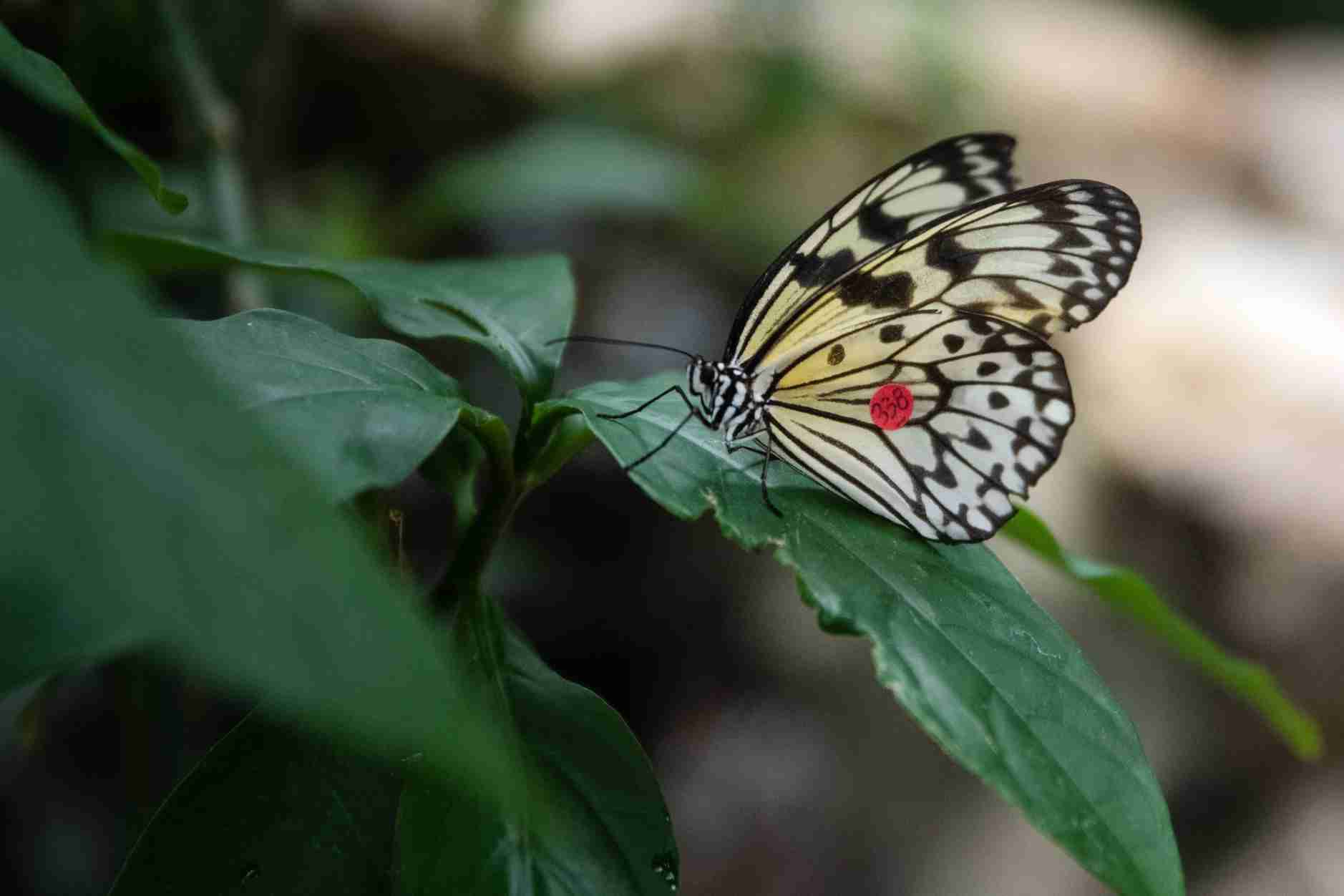 Flying insects are at risk as they try to escape climate change by moving to higher elevations, Colorado study finds