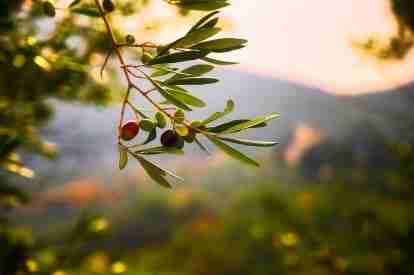 Climate change has caused olive oil prices to skyrocket, and there’s no end in sight