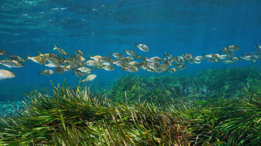 Emerging Research In Seagrass Restoration: What Does The Future Hold?