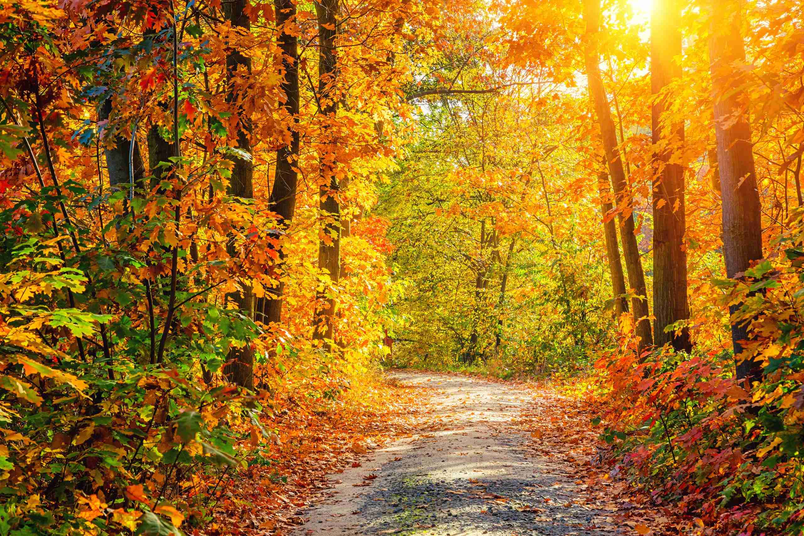 How Climate Change Is Making Fall Foliage Less Colorful