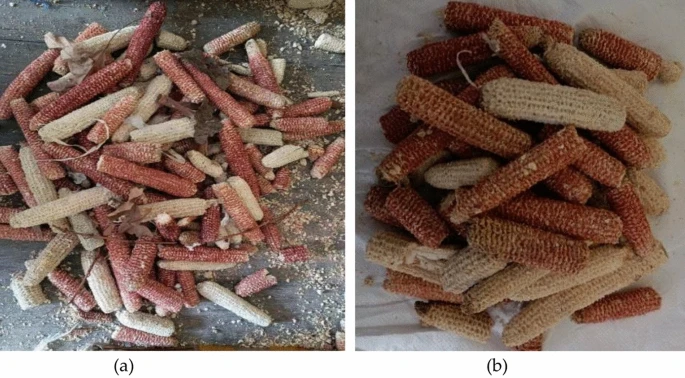 A study of thermal performance enhancement of building envelopes by using corncob as construction material