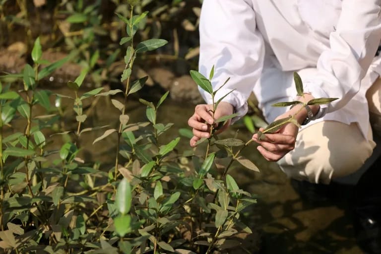 Oman revives CO2-busting mangroves as climate threat lurks