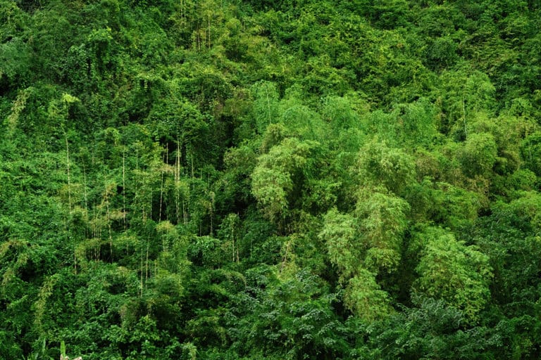 What the SEC Names Rule Means for ESG Funds and Greenwashing