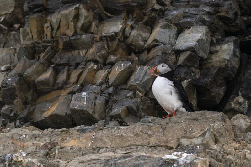 A new hybrid subspecies of puffin is likely the result of climate change