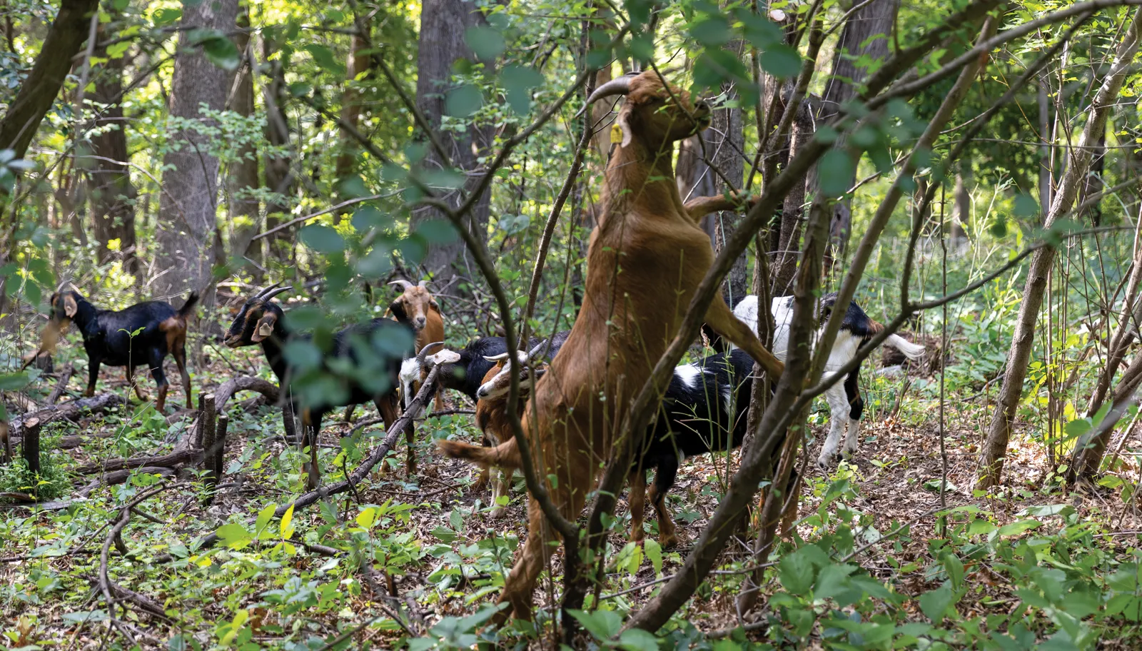 Have you herd? Goats help remove invasive plants