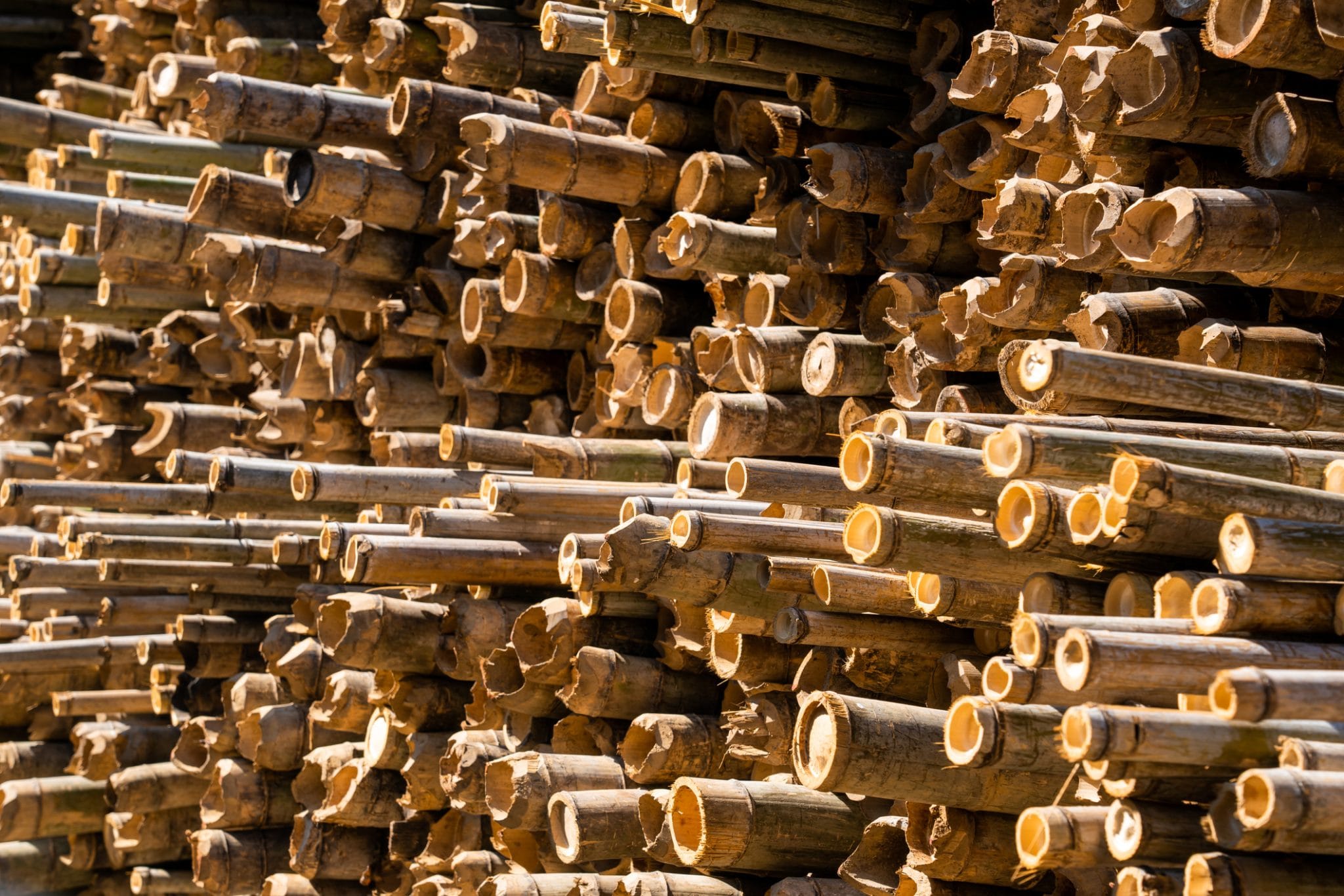 Researchers make breakthrough discovery on bamboo-safe screws