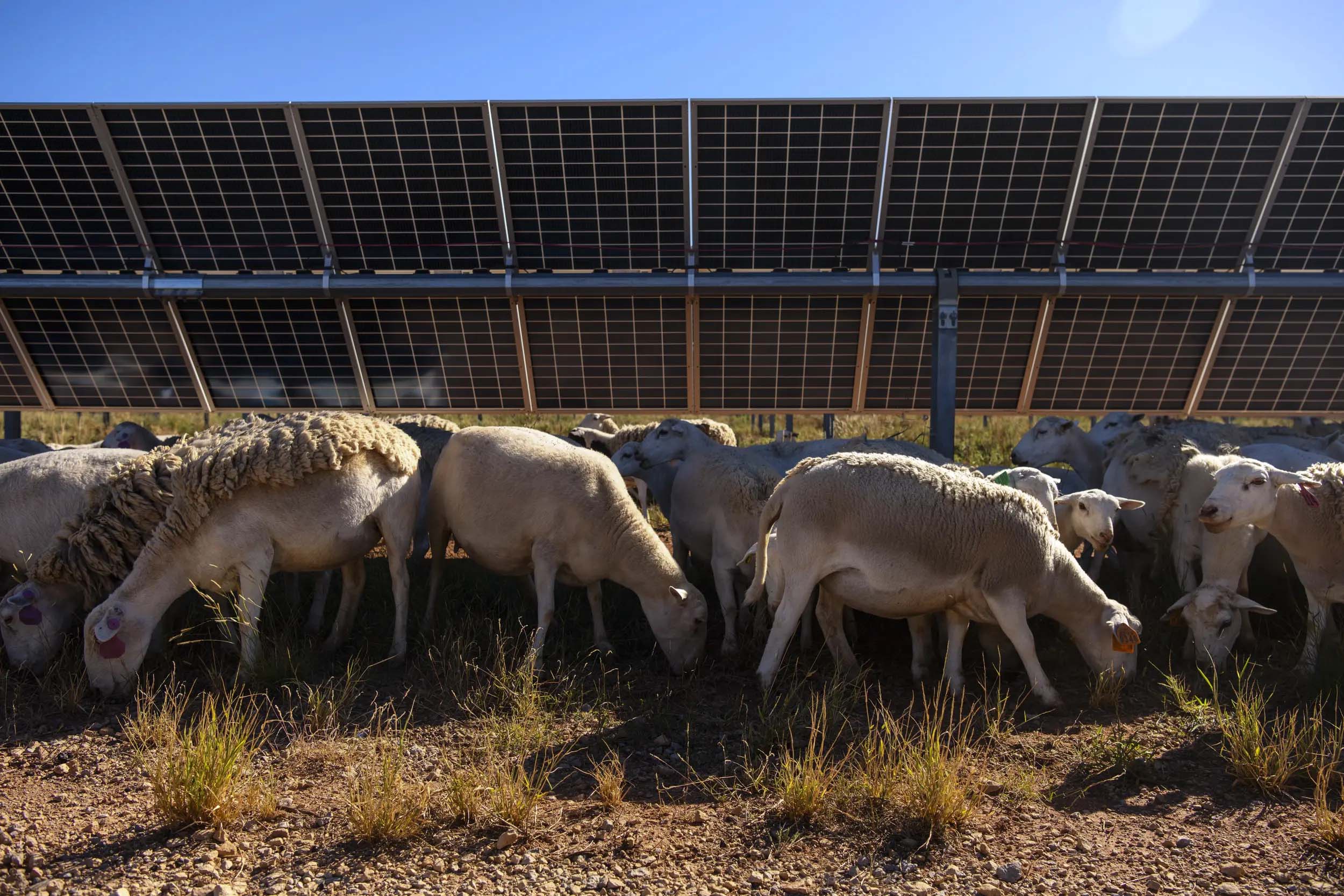 Sheep graze on Texas solar farms as renewable energy companies embrace agriculture 5 Sheep graze on Texas solar farms as renewable energy companies embrace agriculture