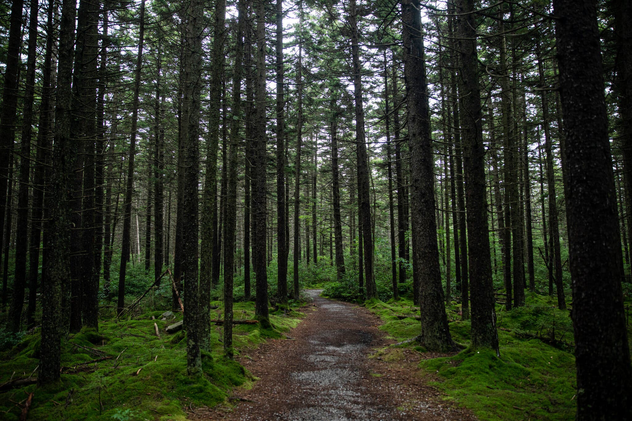 How Much Can Trees Fight Climate Change? Massively, but Not Alone, Study Finds.