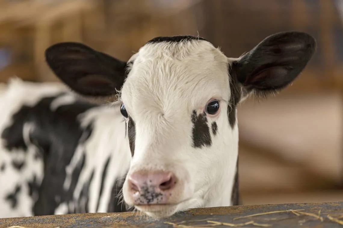 Moo-ving away from methane: White House grants to curb climate impact of California cow burps