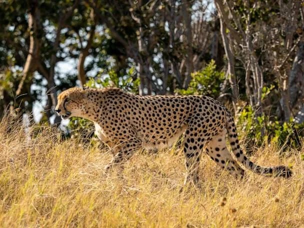Why cheetahs will be especially vulnerable to climate change, according to new research