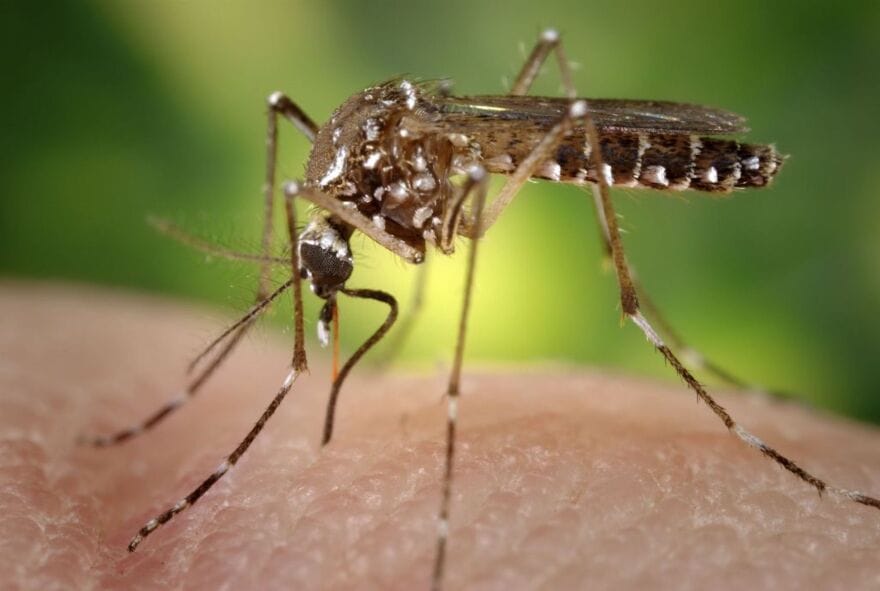 Climate change allows diseases to spread into the Mountain West