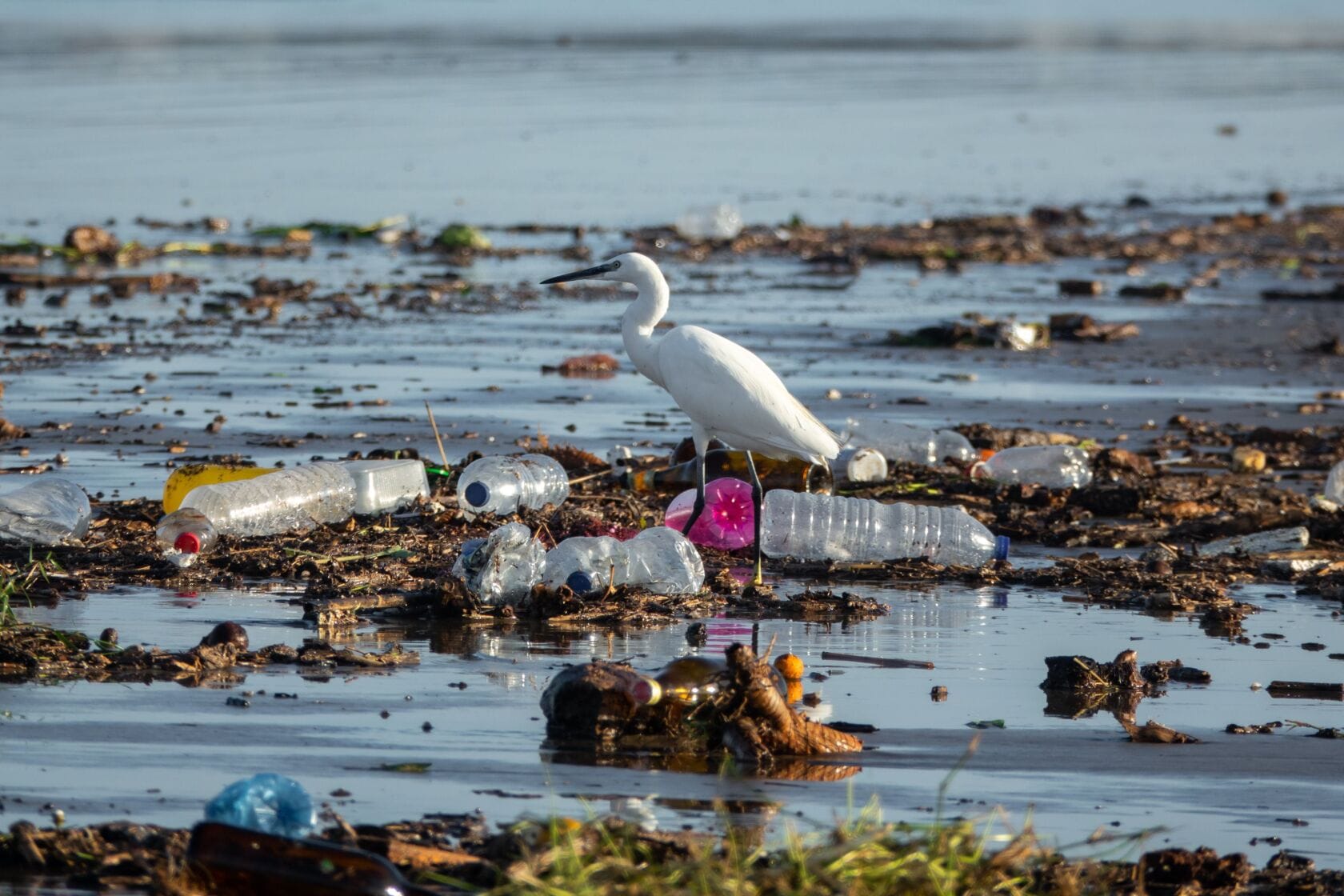 Climate change is altering animal brains and behavior