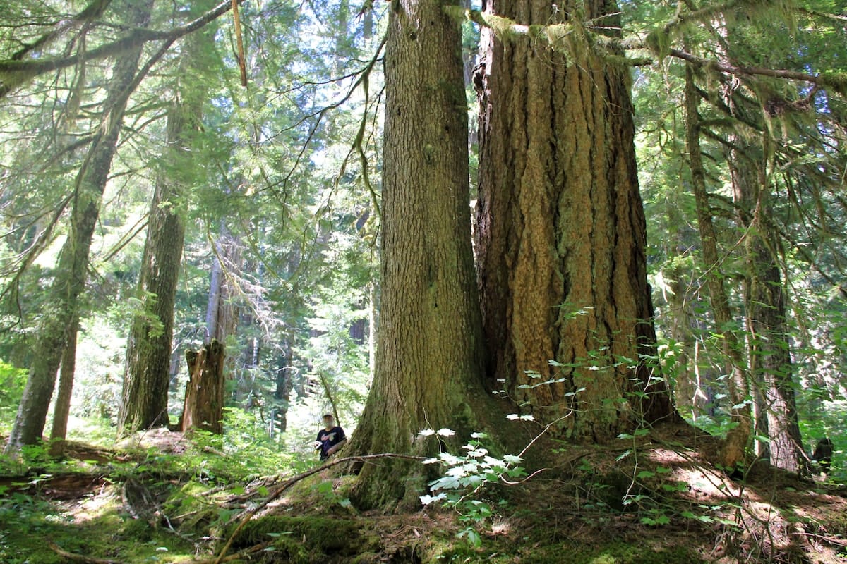 Biden administration moves to protect old-growth forests as climate change brings fires, pests
