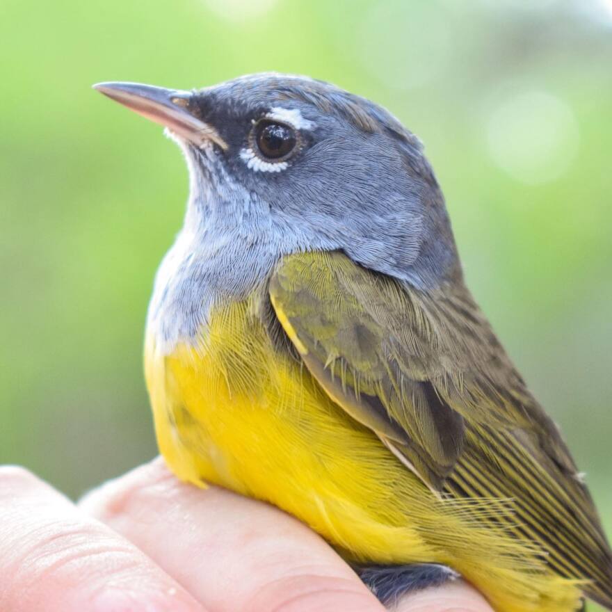 'Canary in the coal mine': Bird populations showing the impact of climate change