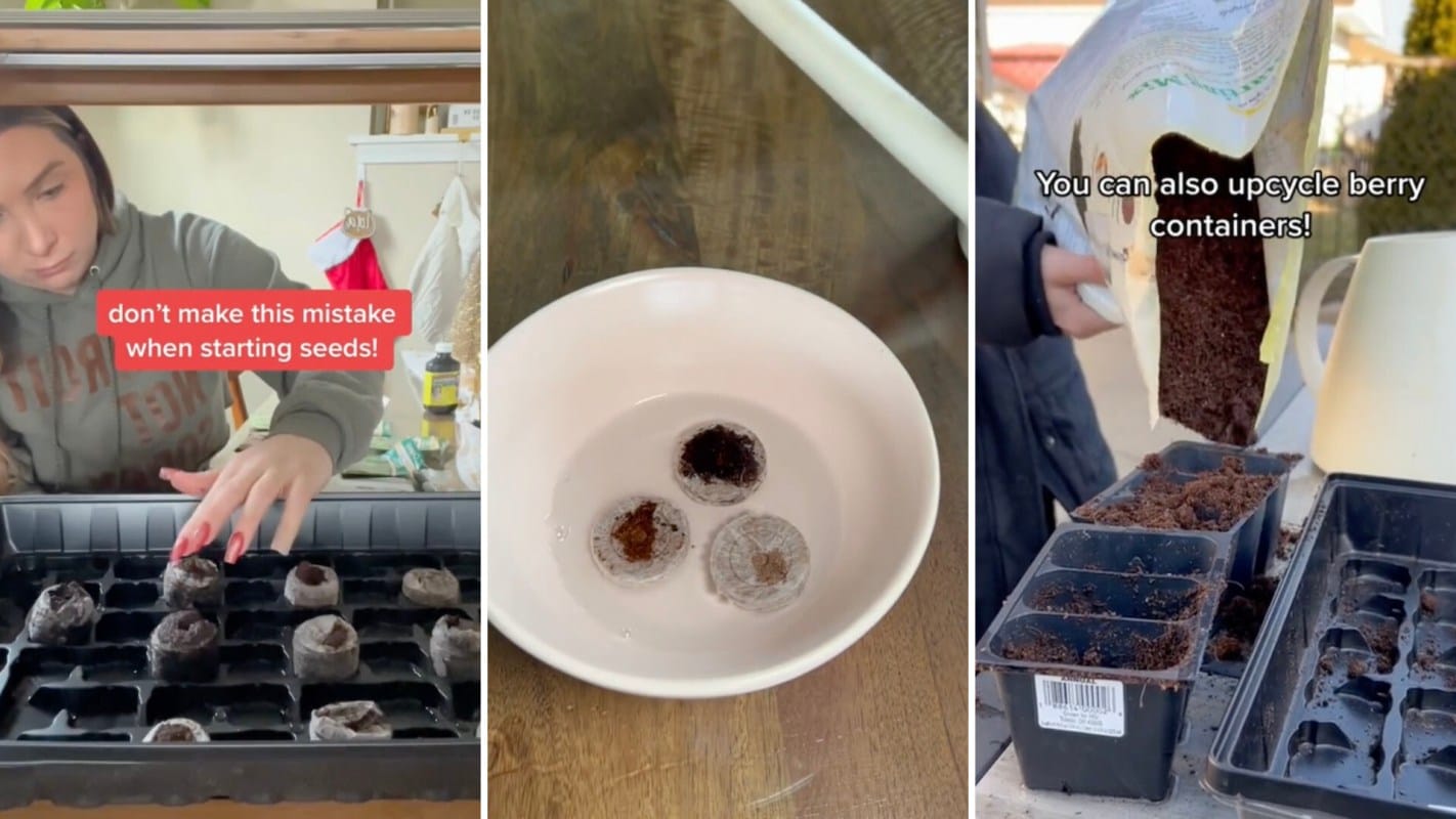 Gardener warns against major mistake that cost her ‘so much time and money’: ‘It’s best to skip these’