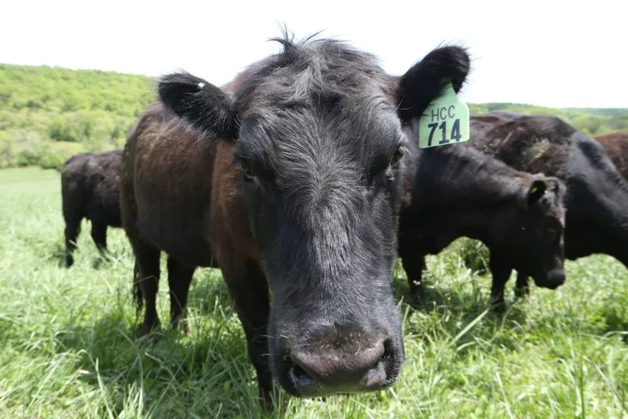 New York sues JBS Foods for misleading statements on greenhouse emissions