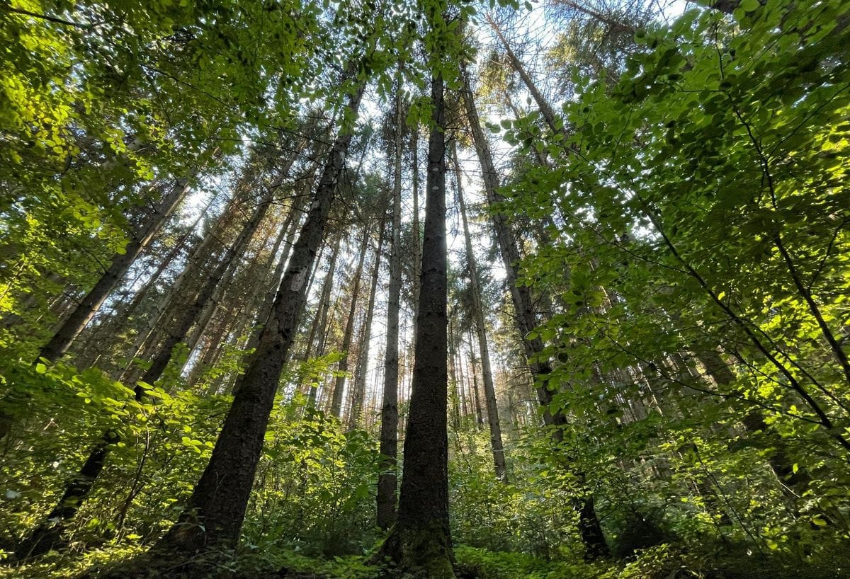 Mass Timber Has A 'Chicken-And-Egg' Problem As Green Building Grows
