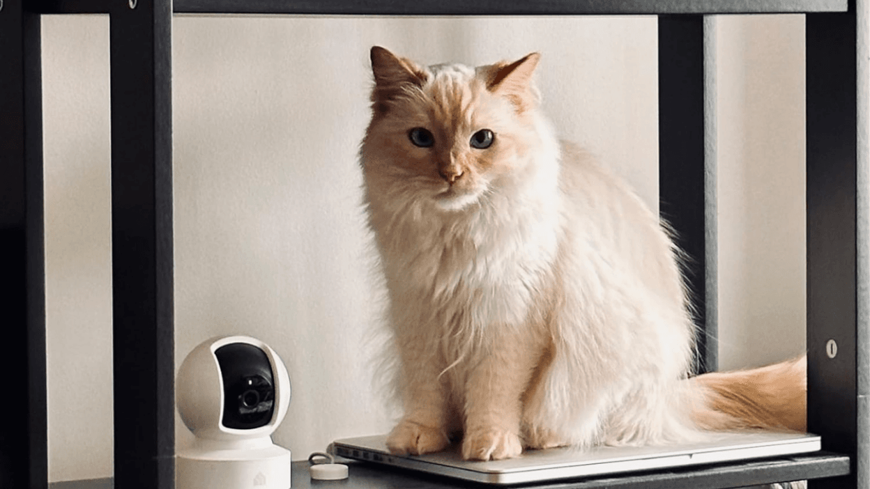 Take your pick of Kasa security cameras under $35 and keep your loved ones and valuables safe