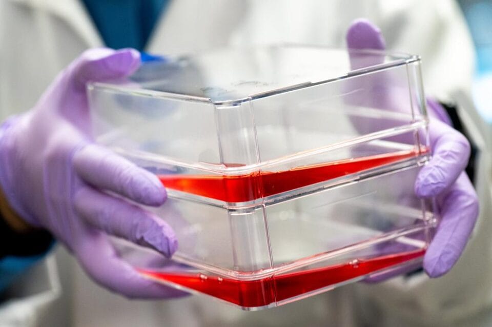 Guilt-Free, Lab-Grown Meat Arrives for Eco-Friendly Carnivores