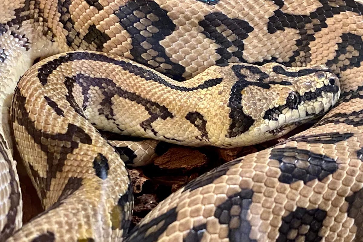 Scientists Suggest Pythons Could Be the Next Sustainable Meat Source
