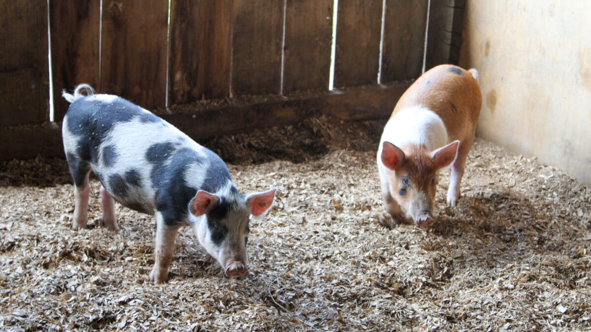 Smart Farms and Precision Technology – A New Age for Pork Farming