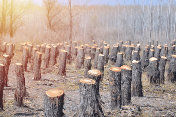 Deforestation: As Much a Financial Crime as an ESG Issue