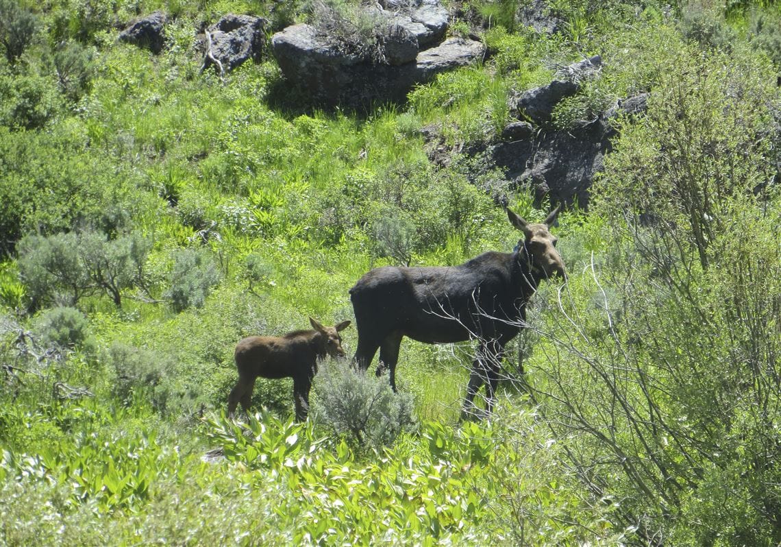 Nevada's first big-game moose hunt will be tiny as unusual southern expansion defies climate change