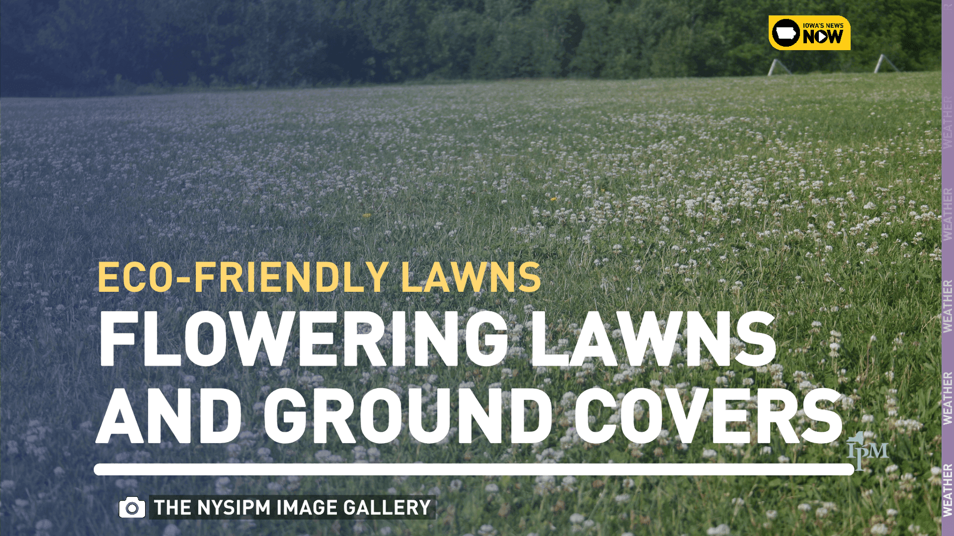 Exploring eco-friendly lawns: Saving time, money, and benefiting pollinators
