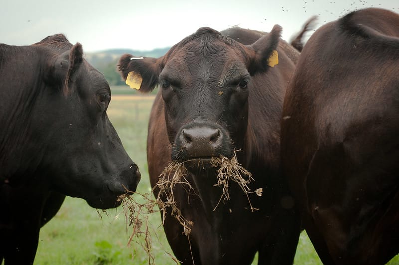 Climate protection: Seaweed for cows