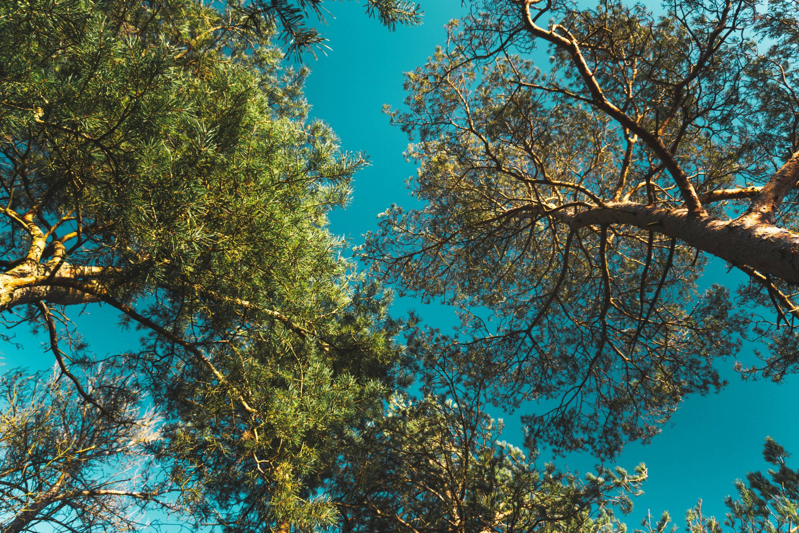 Green Living: The Greenest U.S. States in 2024